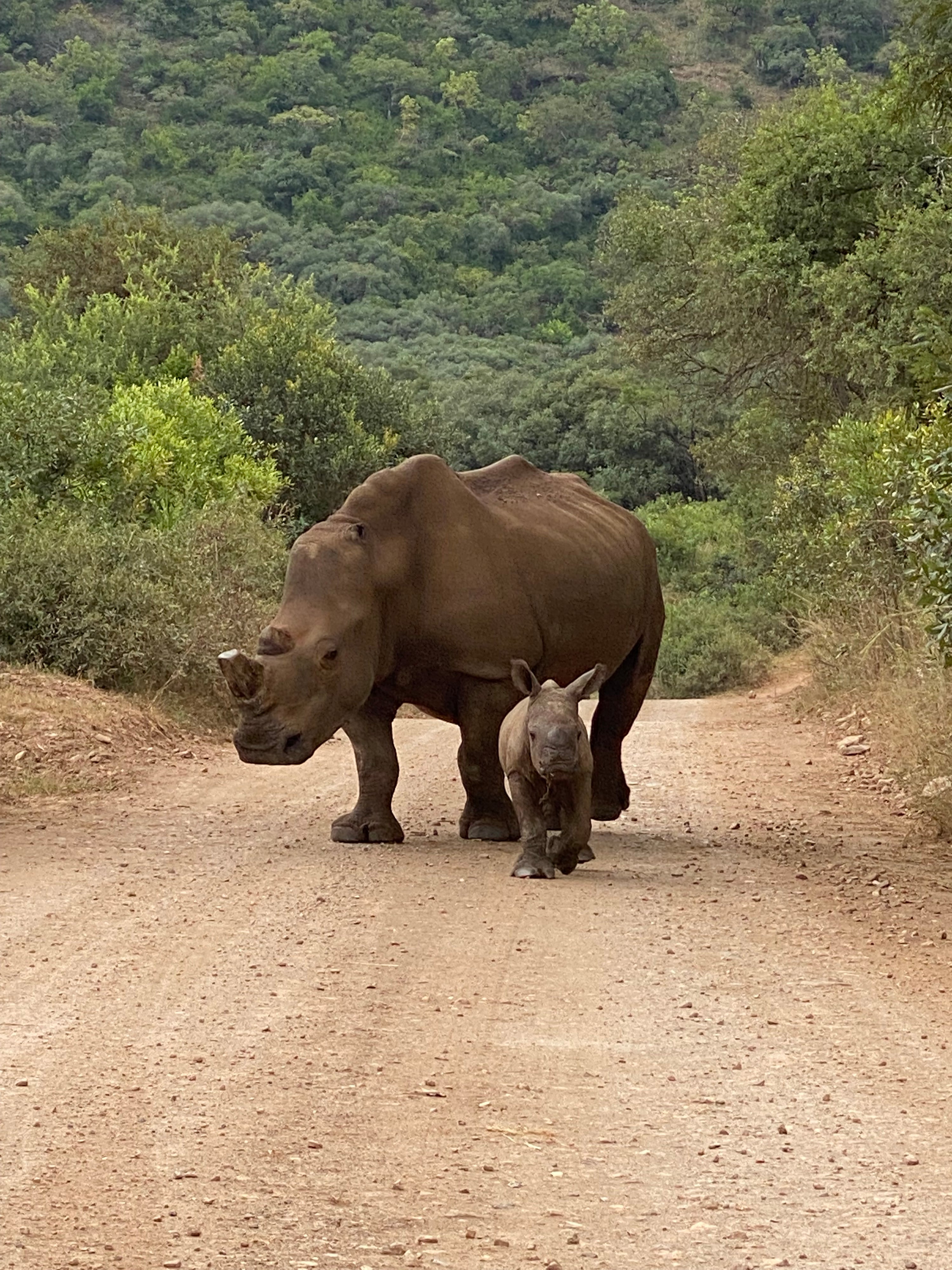Wyntir Signature Bean - Single origin Ethiopian washed Yirgacheffe Coffee Beans 250g Care For Wild Collaboration Supporting Orphaned Rhino Wyntir